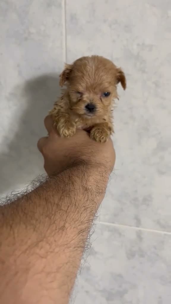 Maltipoo perros en venta: MALTIPOO TOYS Y MINI TOYS - Video 1