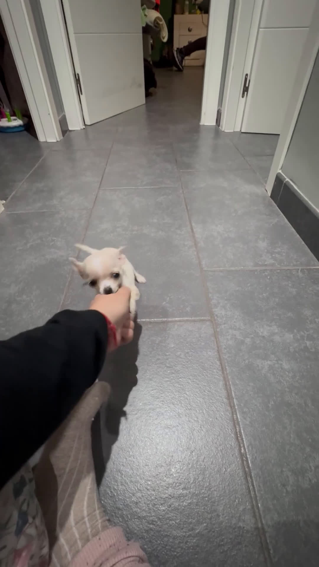 Chihuahua perros en venta: Chihuahua miniatura  - Video 1