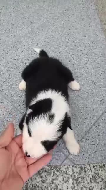 Border Collie perros en venta: Bordér collie  - Video 4