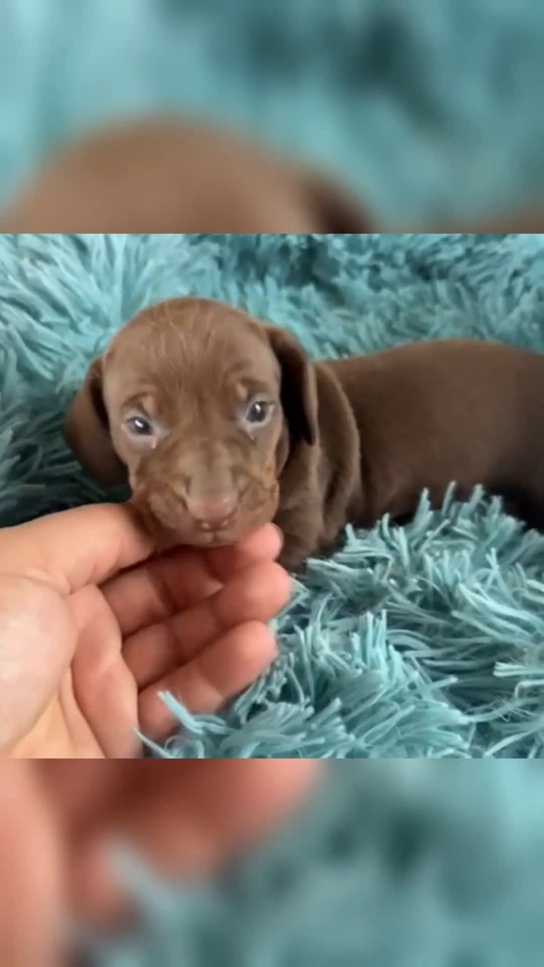 Teckel Miniatura perros en venta: Teckel miniatura - Video 2