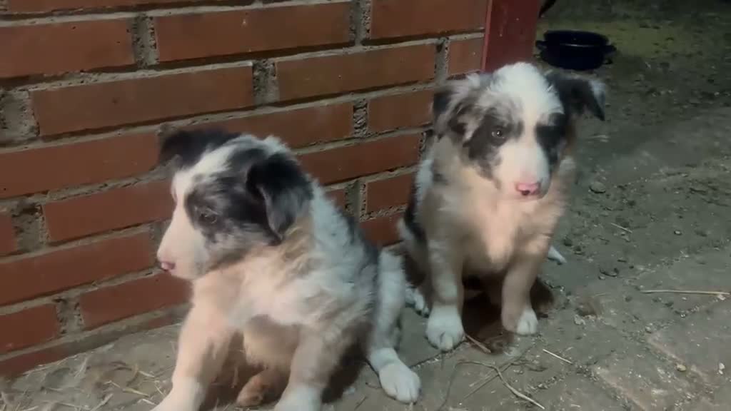 Border Collie perros en venta: Border Collie - Video 1