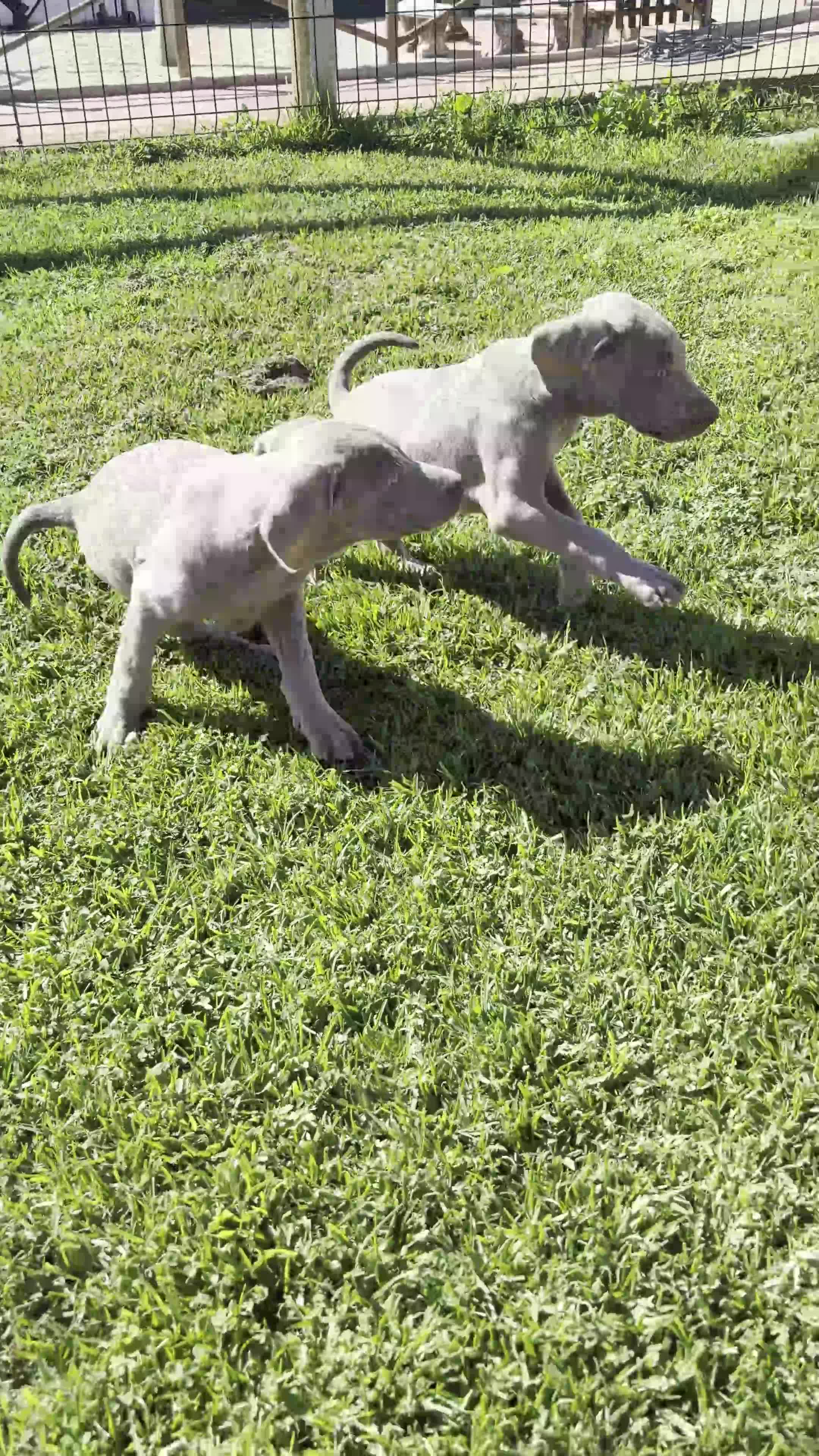Weimaraner perros en venta: BRACO DE WEIMAR - Video 1
