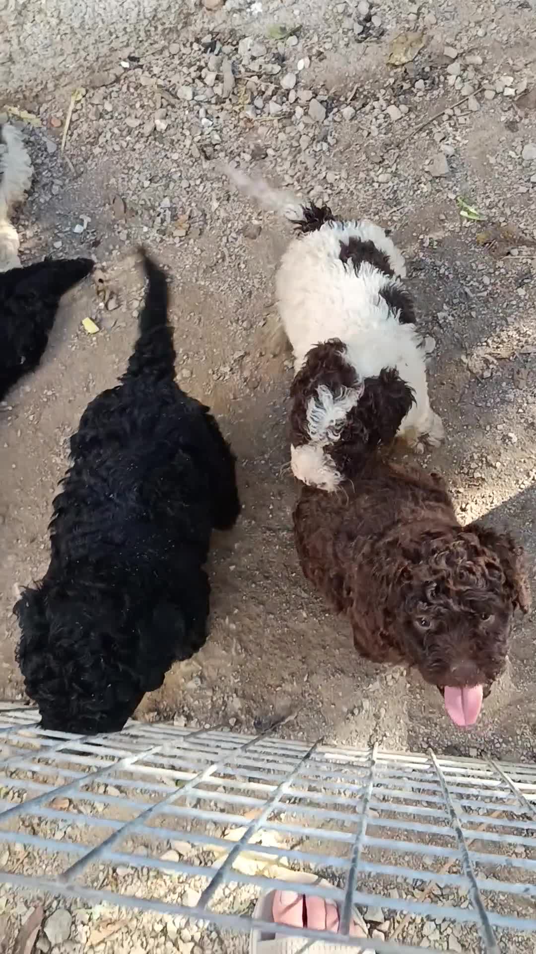 Perro de Agua Español perros en venta: Perro de agua  - Video 1