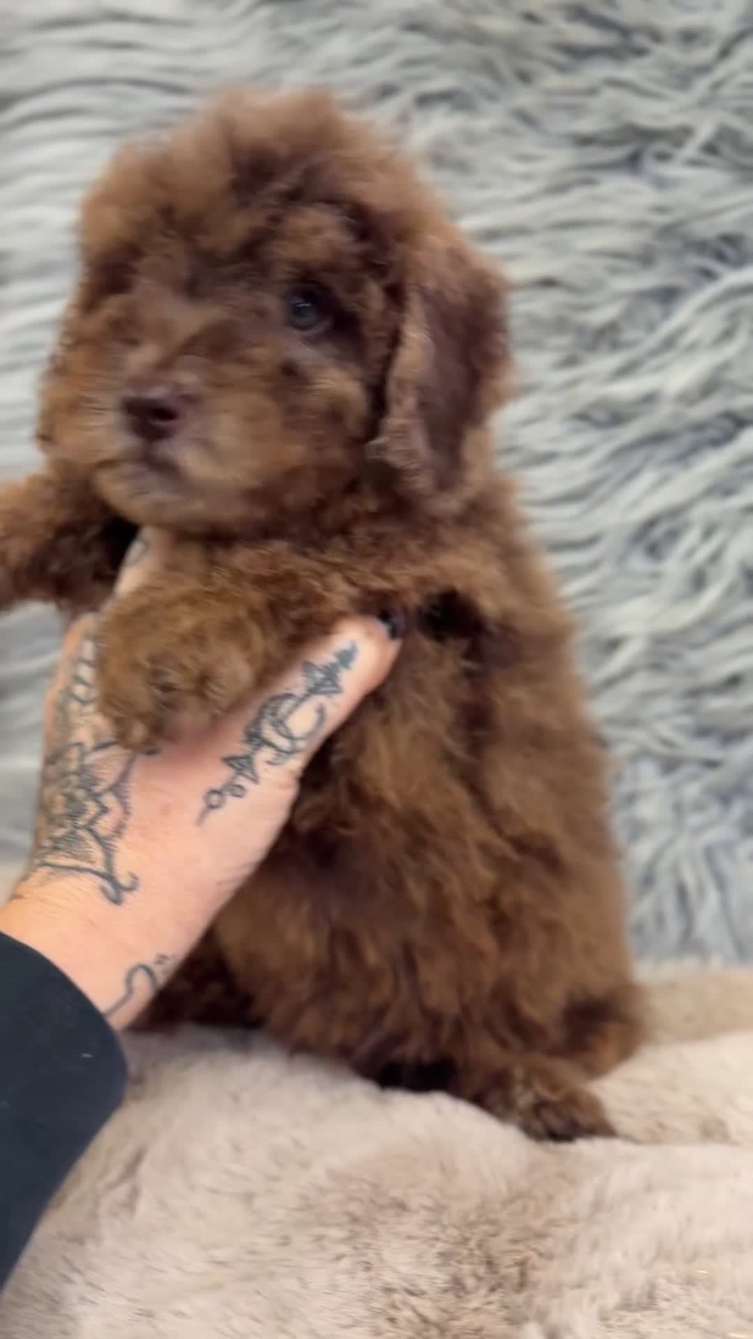 Caniche Enano perros en venta: Caniche Arlequin chocolate  - Video 1