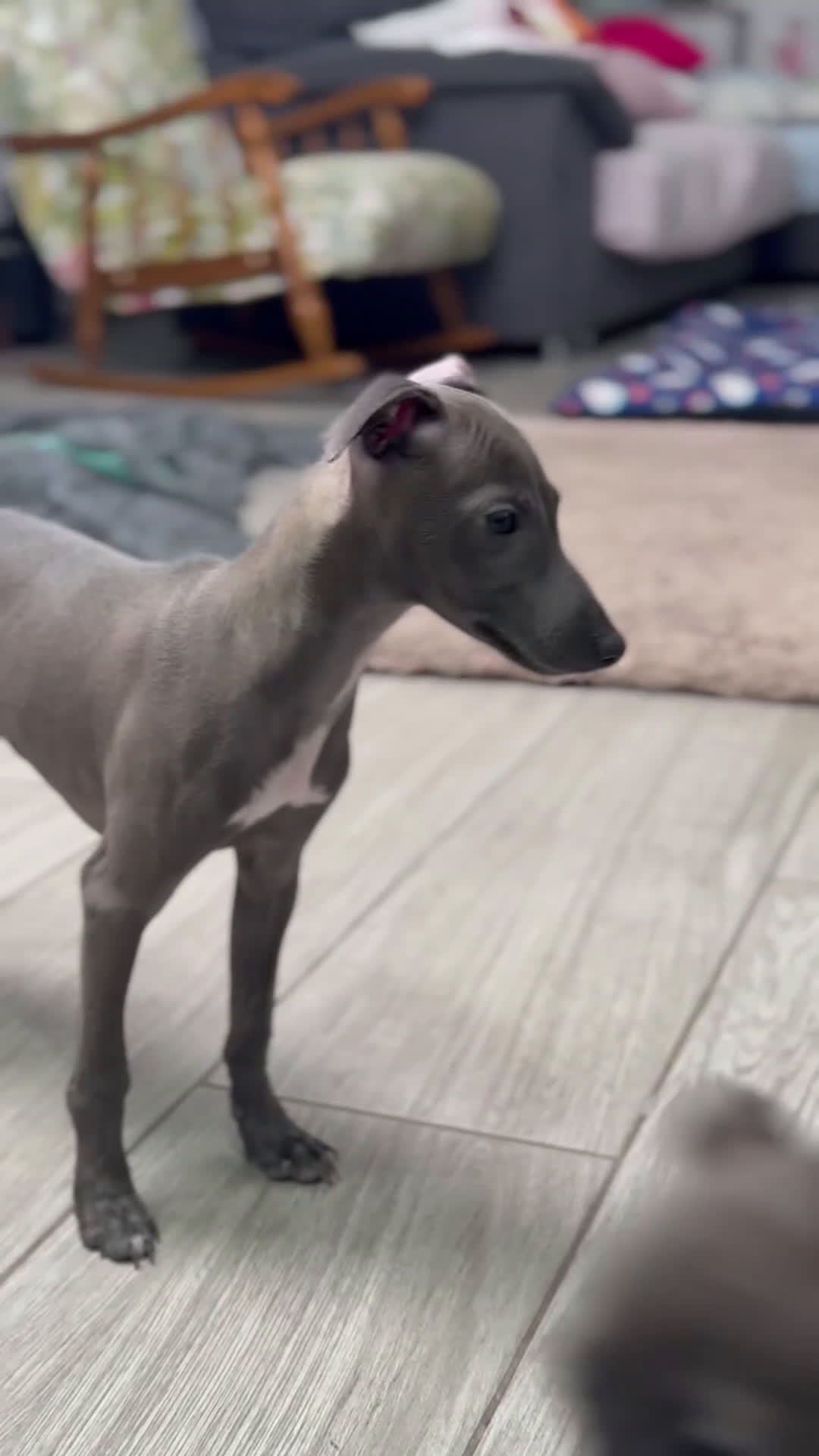 Pequeño Lebrel Italiano perros en venta: 🐾 Sirius – Lebrel italiano silver blue 🌙✨ - Video 1