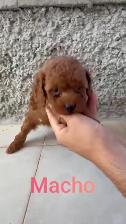 Caniche Toy perros en venta: Camada de caniches toy  - Video 1