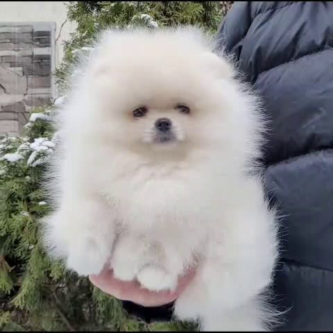 Pomerania perros en venta: Pomerania  - Video 2