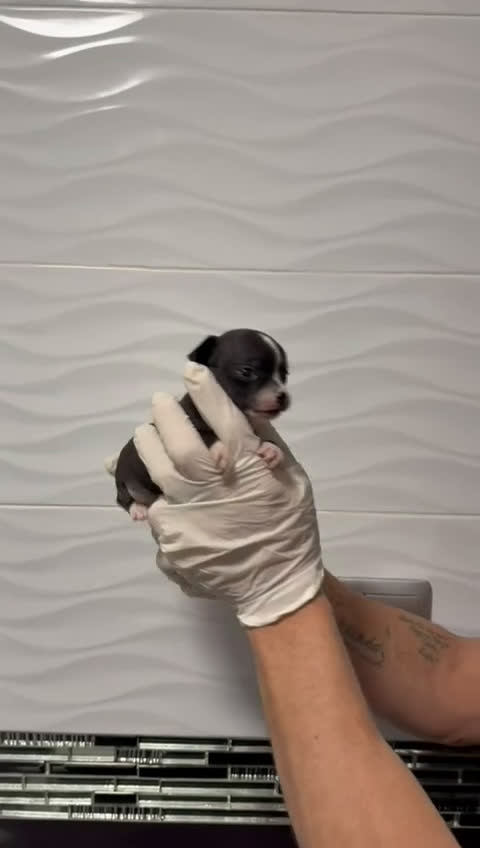 Chihuahua perros en venta: Chihuahua Mini  - Video 3