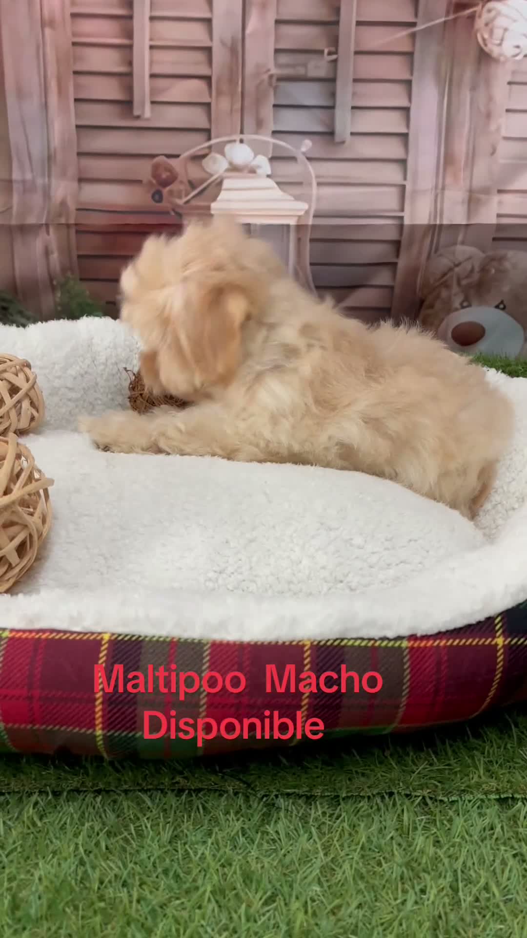 Maltipoo perros en venta: Maltipoo macho disponible !!! - Video 1