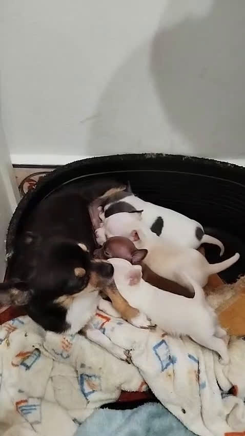 Chihuahua perros en venta: CHIHUAHUA - Video 1