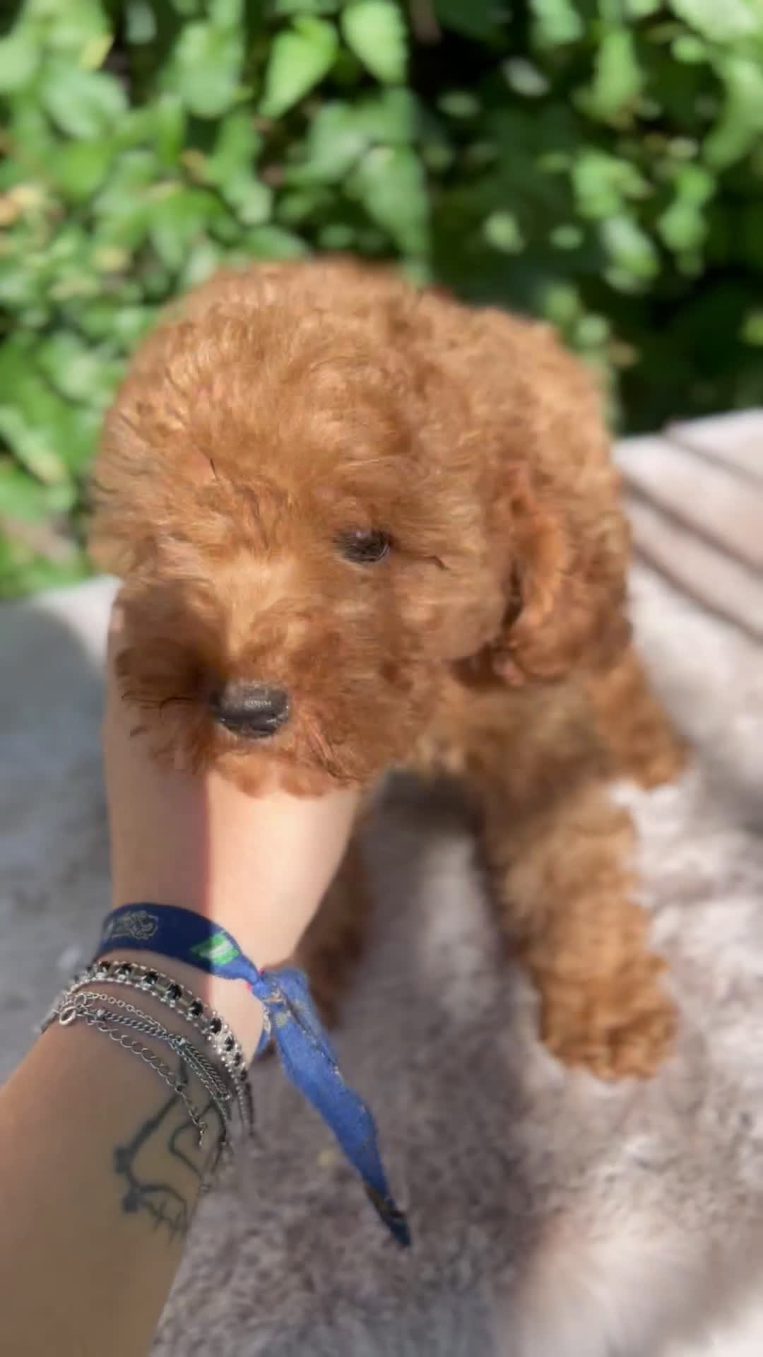 Caniche Toy perros en venta: Caniche toy  - Video 1