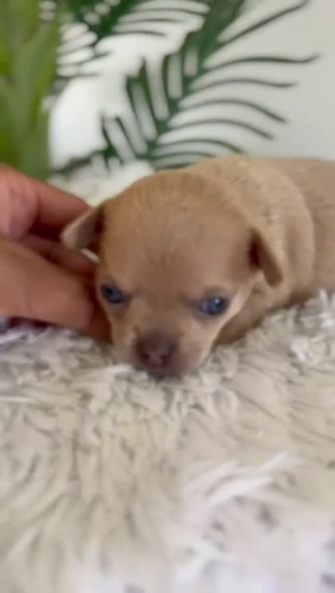 Chihuahua perros en venta: CHIHUAHUA MACHO-OJOS AZULES - Video 1