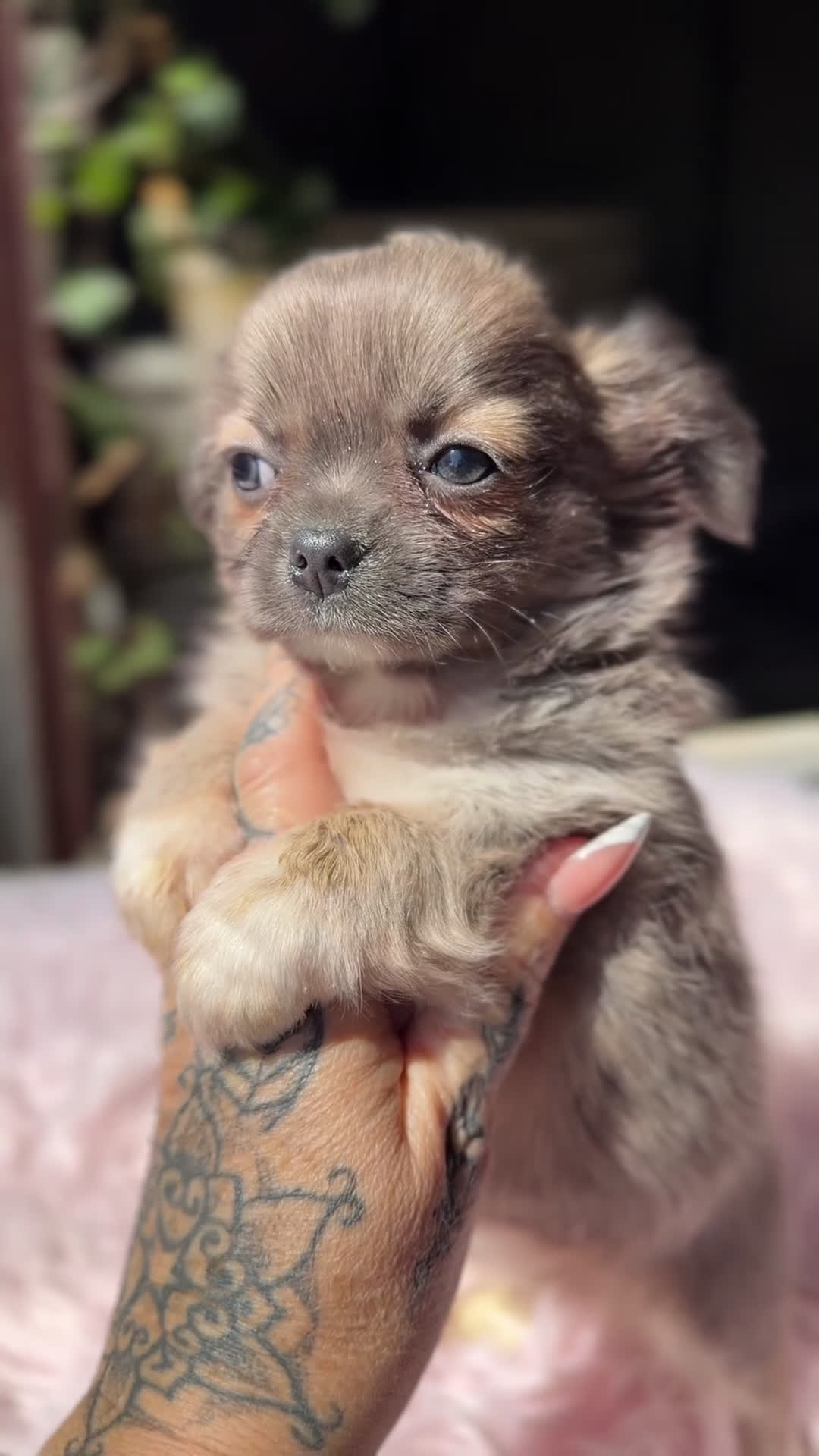 Chihuahua perros en venta: Chihuahua leonada  - Video 1