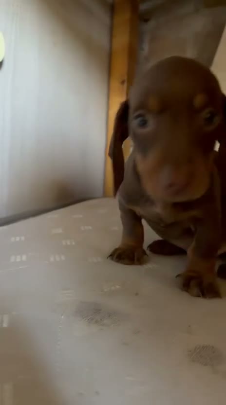 Teckel Miniatura perros en venta: Teckel Miniatura - Video 1