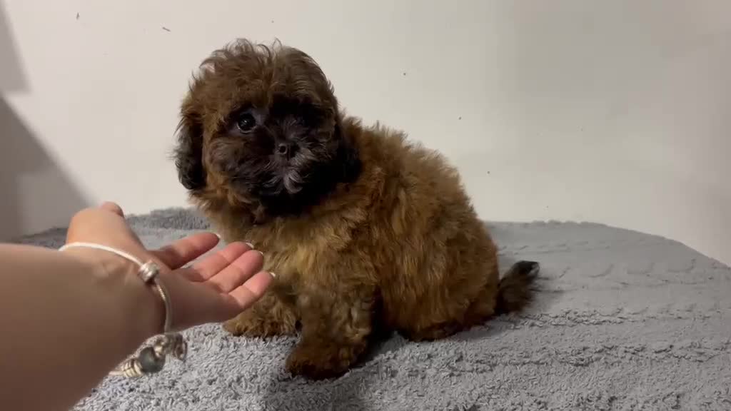 Maltipoo perros en venta: Maltipoo macho  - Video 1