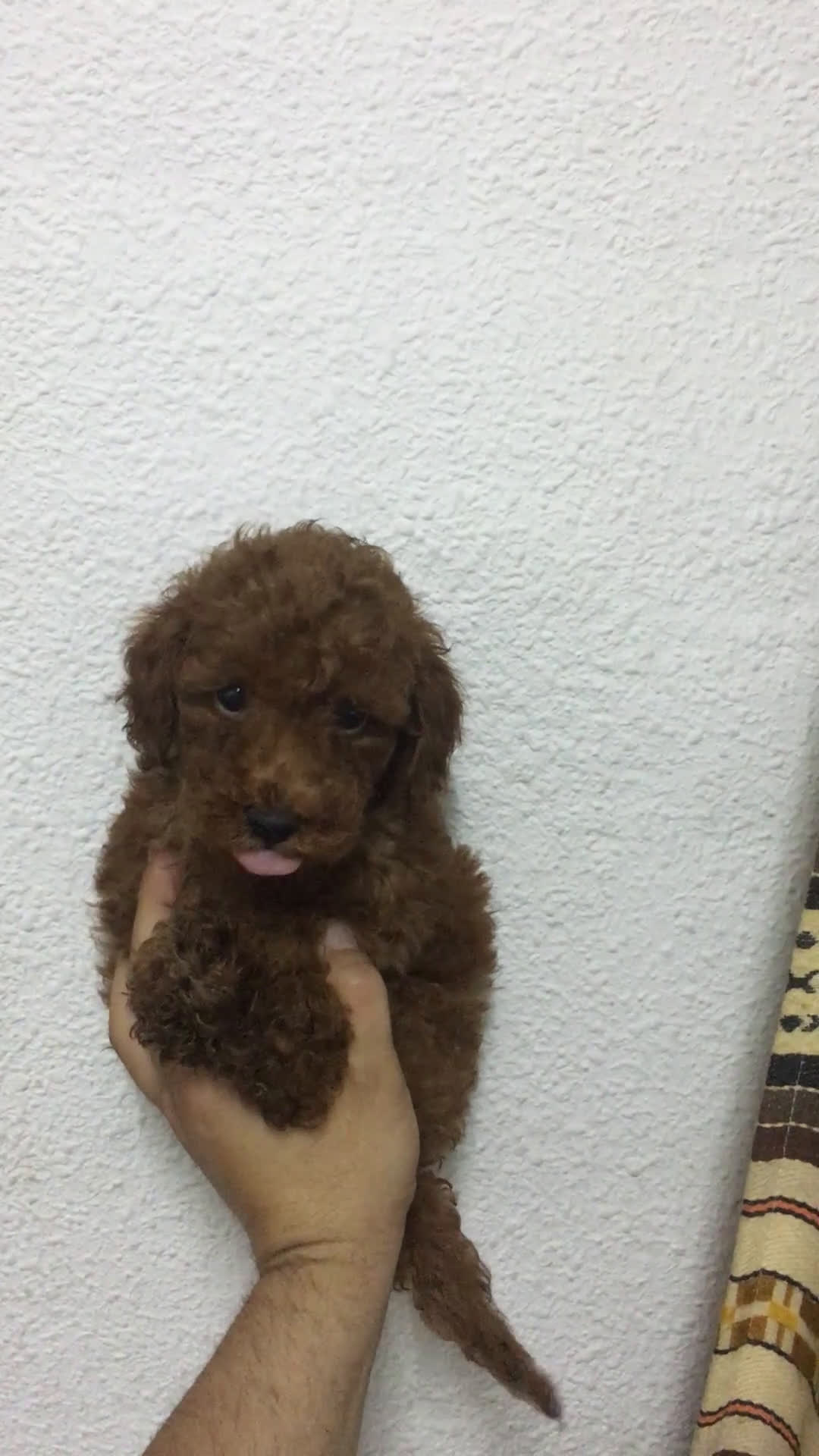 Caniche Toy perros en venta: CANICHES TOYS ROJOS PIMENTÓN  en Madrid - Video 2