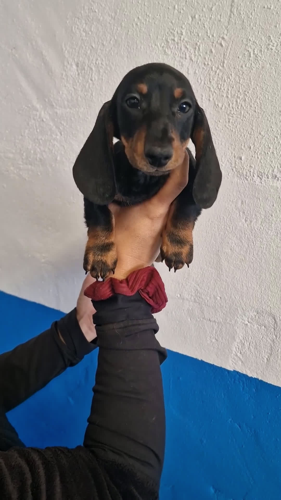 Teckel perros en venta: Teckel kanichen - Video 1