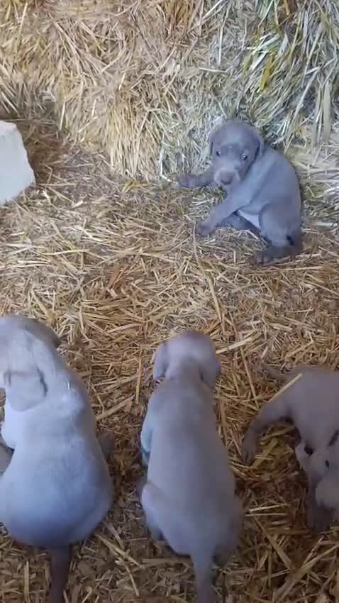 Weimaraner perros en venta: Bracos de Weimar de Máxima calidad - Video 1