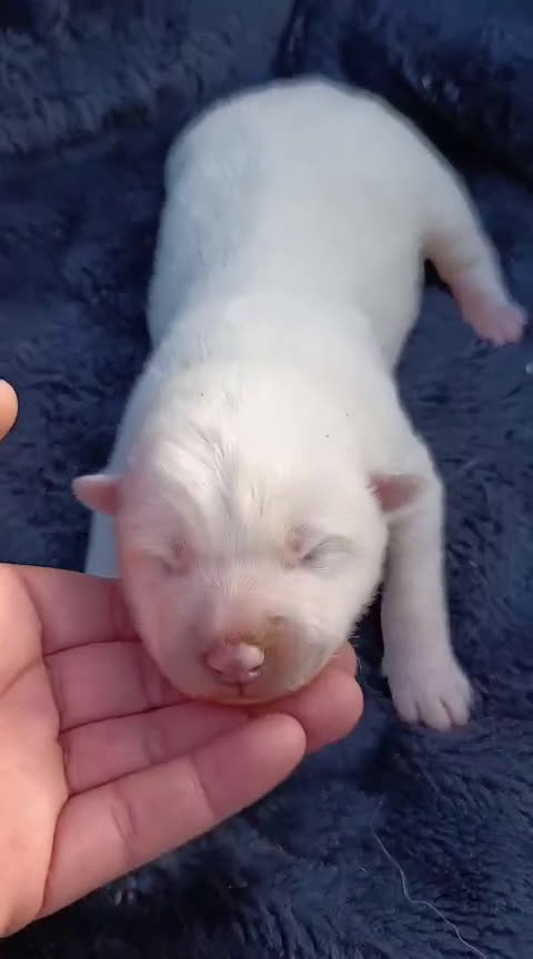 Samoyedo perros en venta: Samoyedos peludos bebes espectacular   - Video 1