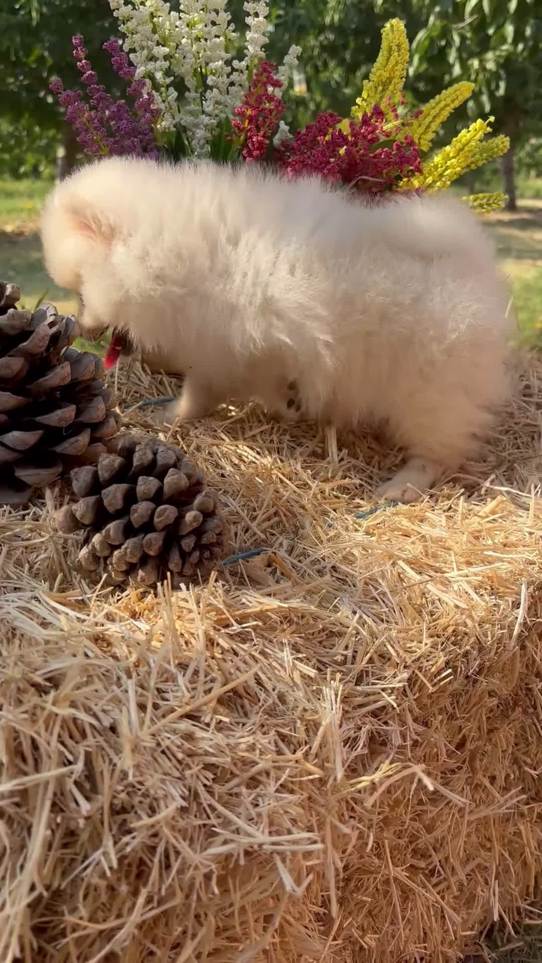 Pomerania perros en venta: Pomeranias para entregar muy bonitos - Video 1
