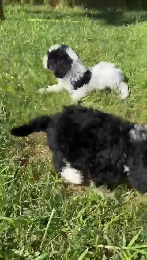 Perro de Agua Español perros en venta: PERRO DE AGUA MACHO - Video 1