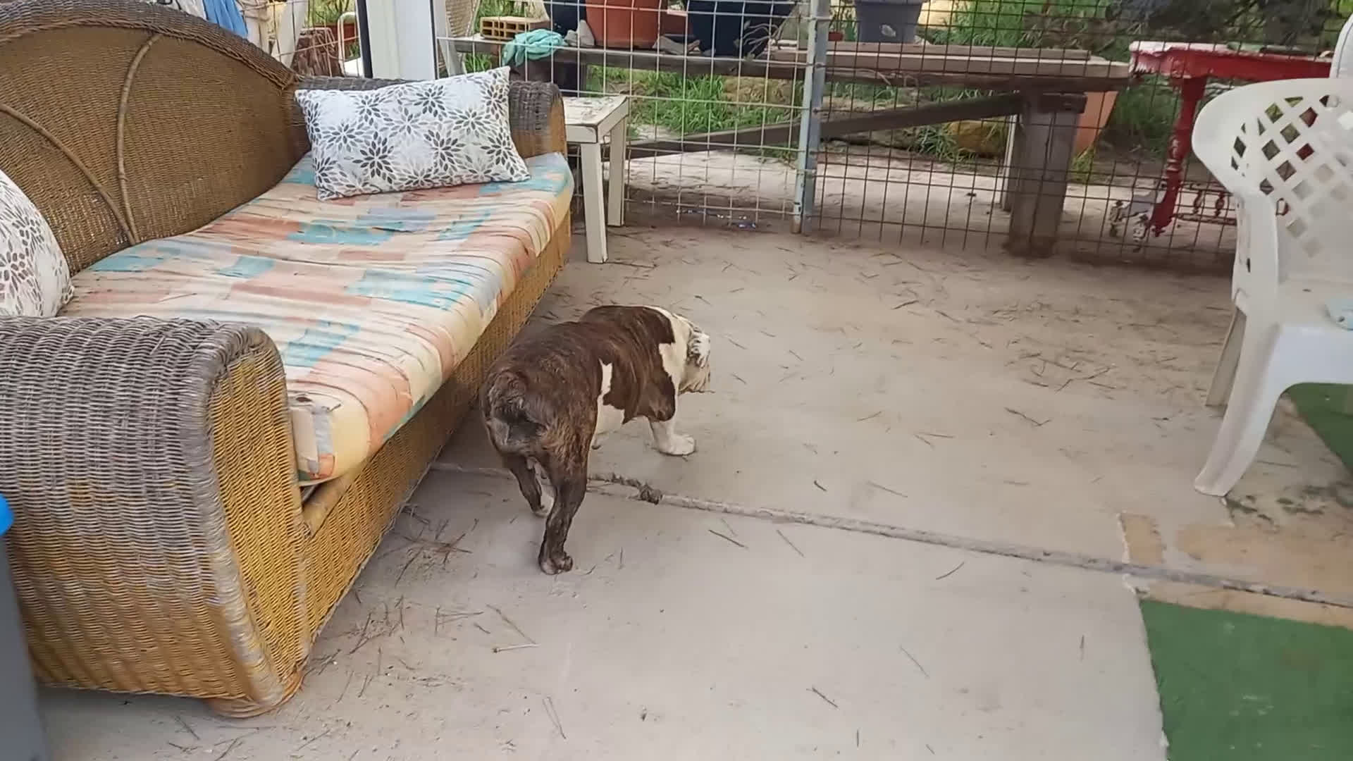 Bulldog Inglés perros en venta: Hembra bulldog ingles  - Video 2