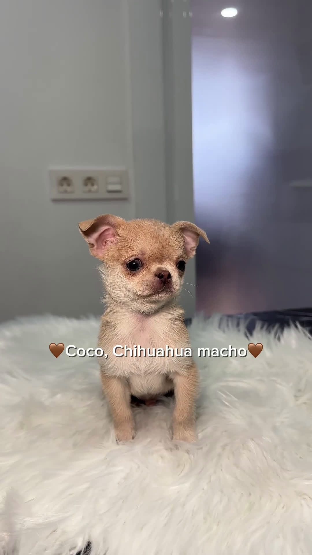 Chihuahua perros en venta: Chihuahua  - Video 1