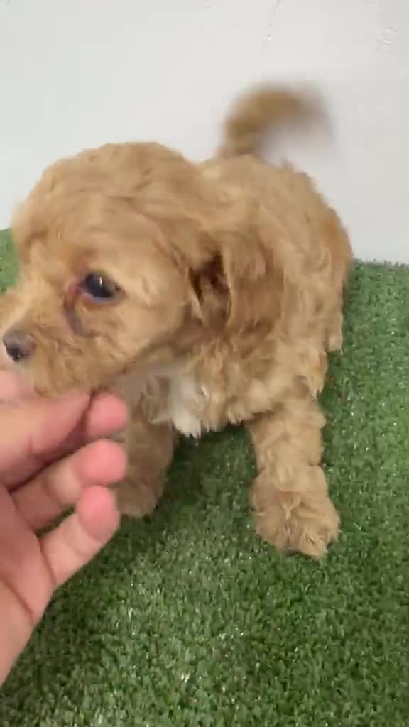 Maltipoo perros en venta: Hembra de maltipoo  - Video 2