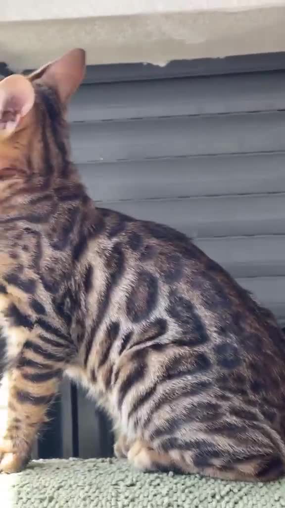 Bengalí gatos en venta: Gata Bengalí - Video 1