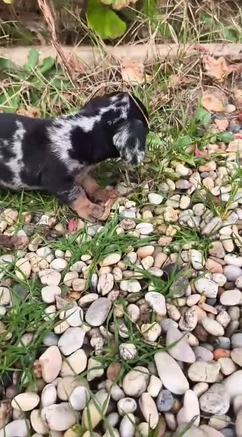 Teckel Miniatura perros en venta: Teckel mini  - Video 3