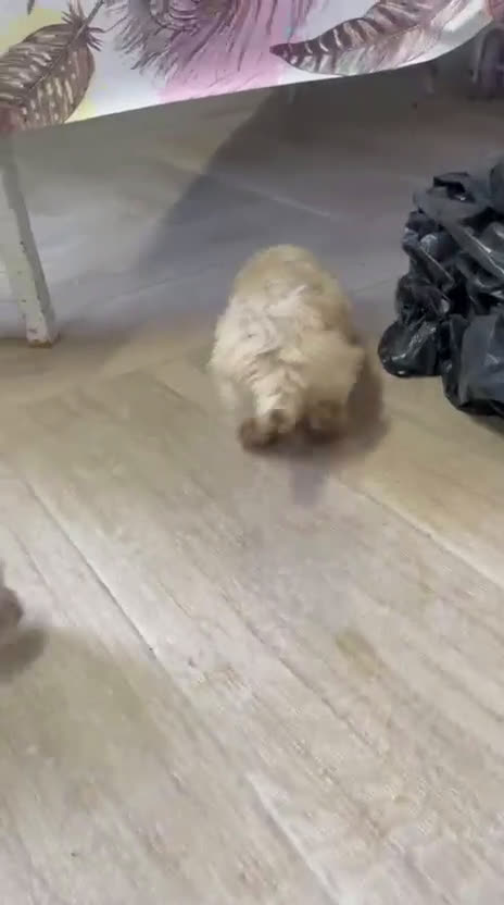 Maltipoo perros en venta: Maltipoo Toy preciosos disponibles  - Video 3