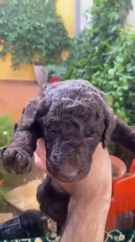 Caniche Gigante perros en venta: Caniche gigante machos  - Video 3