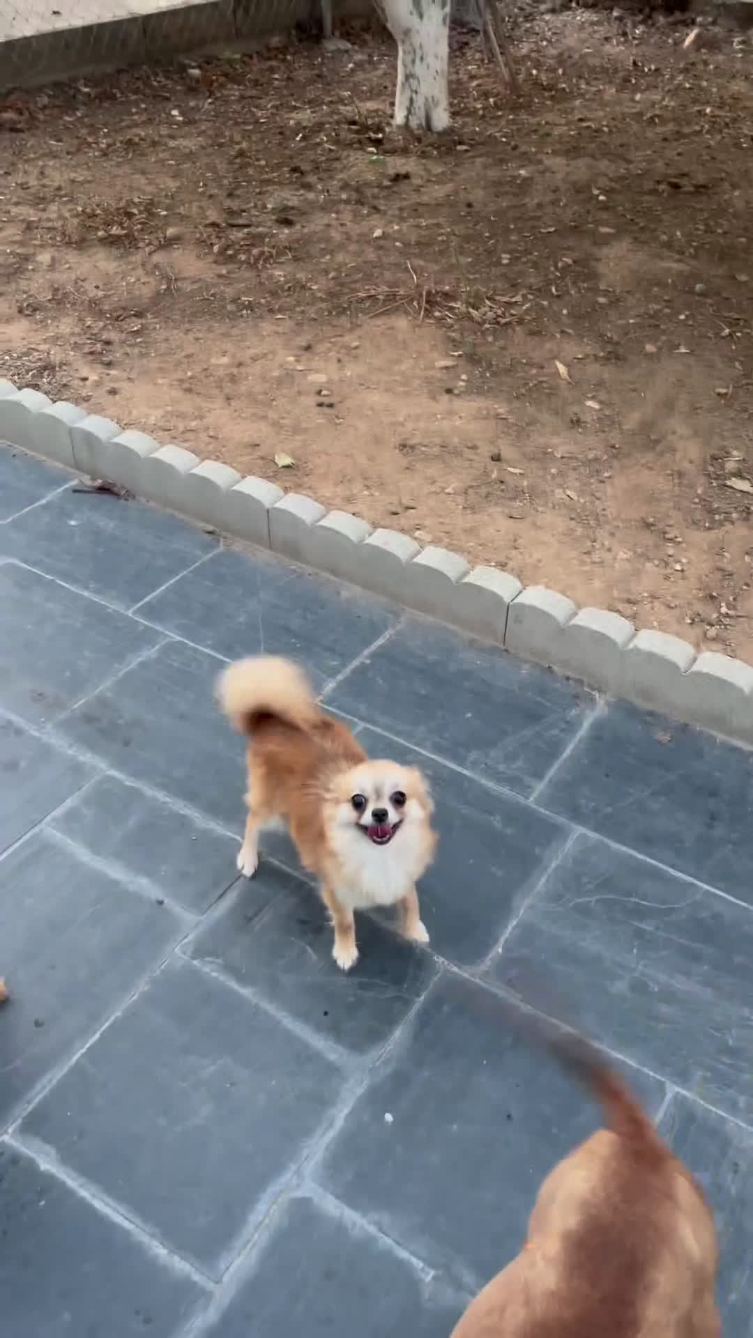 Pomchi perros en venta: Pomchi hembra  - Video 1