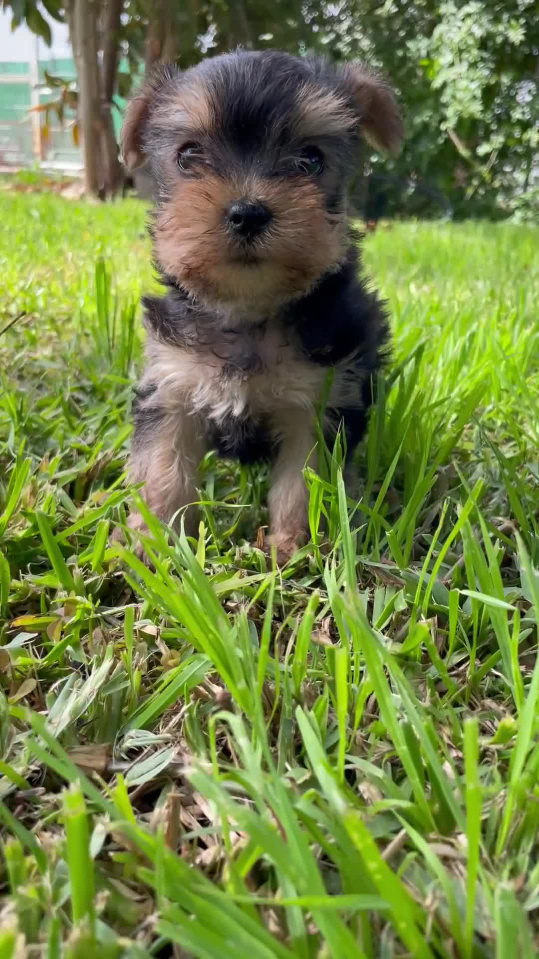 Yorkshire Terrier perros en venta: Yorkshire terrier - Video 1