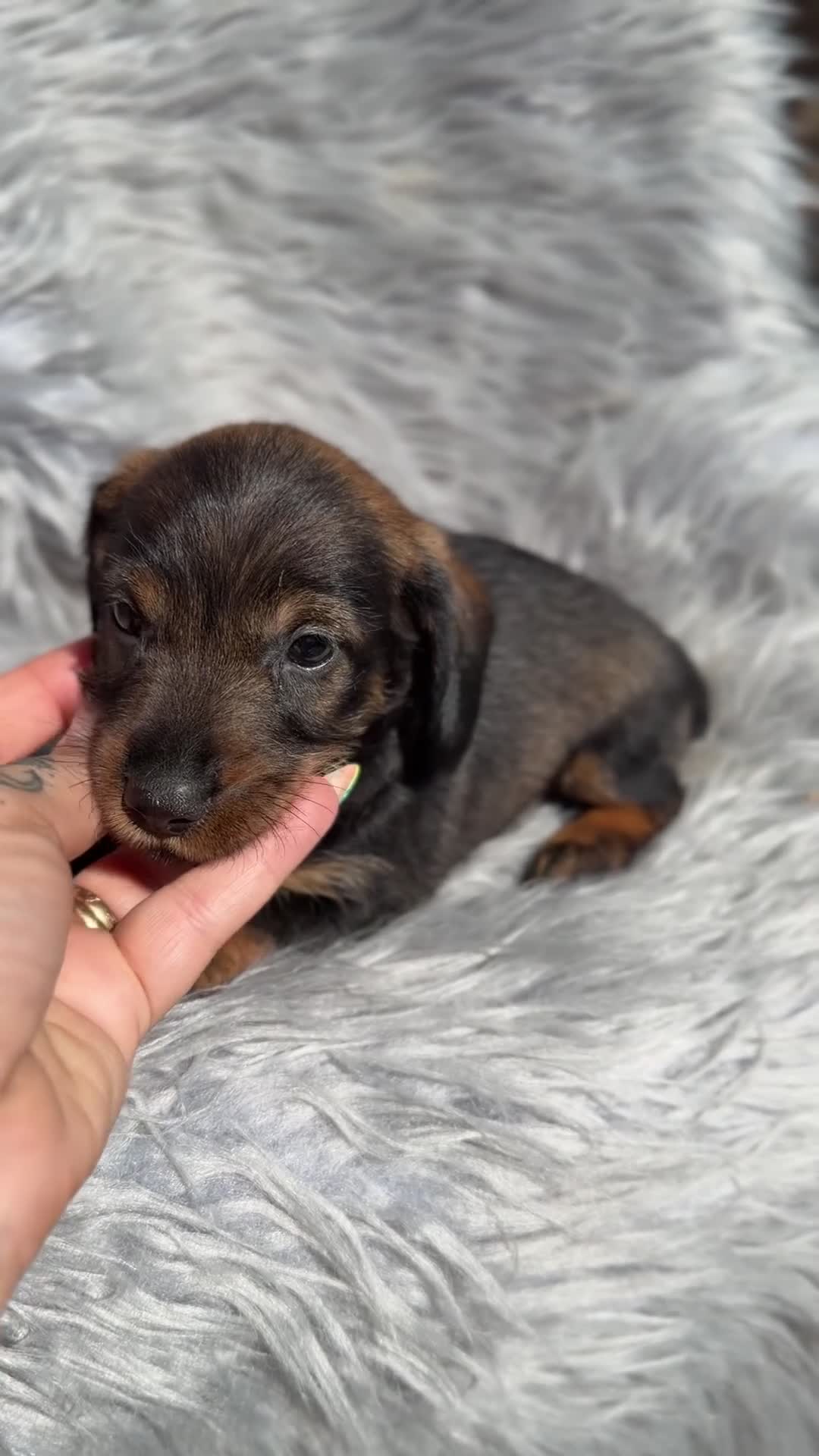 Teckel Miniatura perros en venta: Teckel pelo duro miniatura  - Video 2