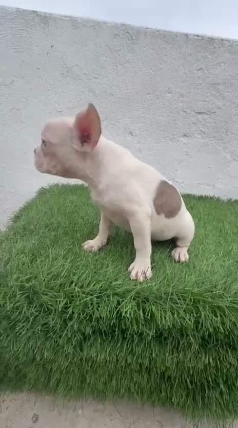 Bulldog Francés perros en venta: Bulldog frances  - Video 1