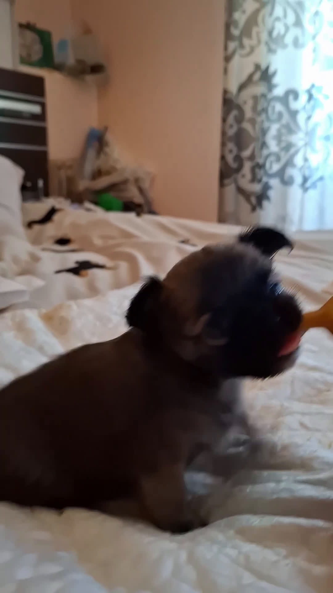 Chihuahua perros en venta: Chihuahua de pelo largo de capricho - Video 1