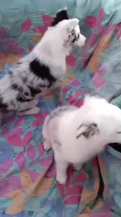 Border Collie perros en venta: Bordér collie merle  - Video 1