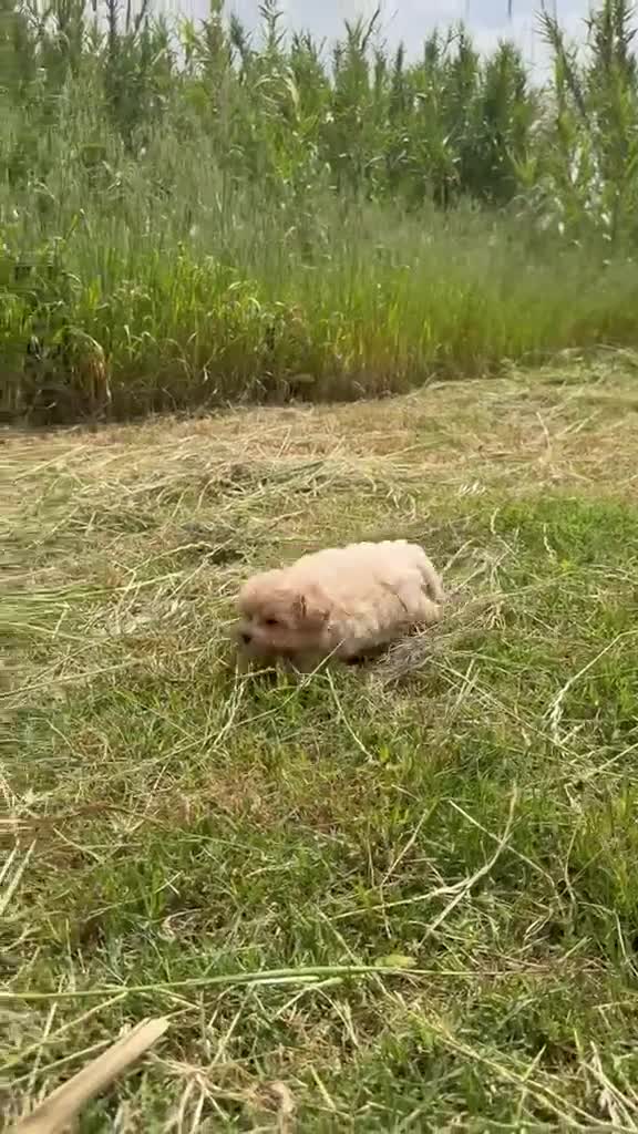 Maltipoo perros en venta: Hembras de maltipoo nacionales super toy - Video 2