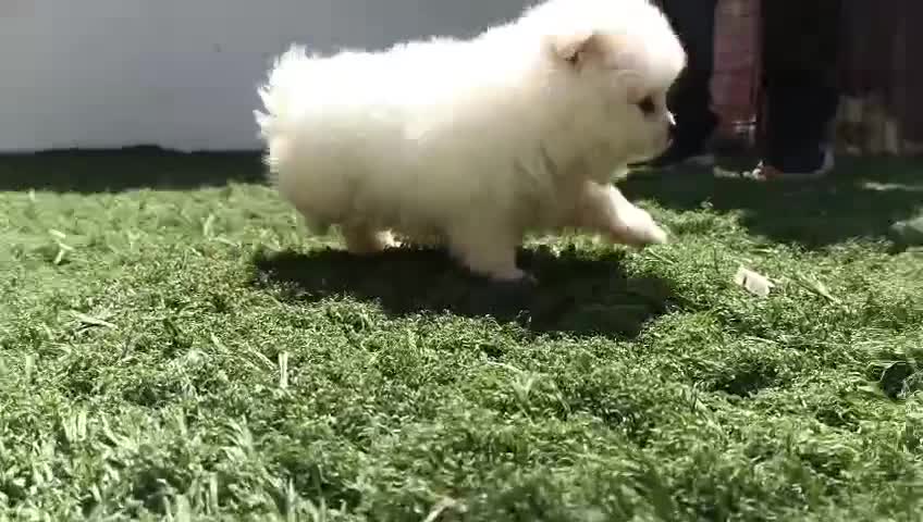 Pomerania perros en venta: Lulú pomerania toy  - Video 3