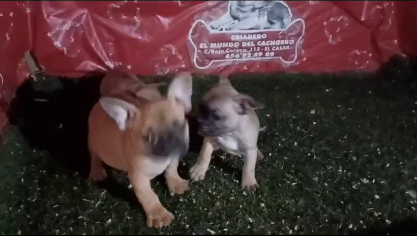 Bulldog Francés perros en venta: CAMADA DE BULLDOG FRANCES en Madrid - Video 1
