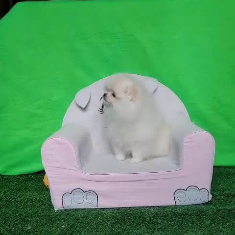 Pomerania perros en venta: Pomerania  - Video 1