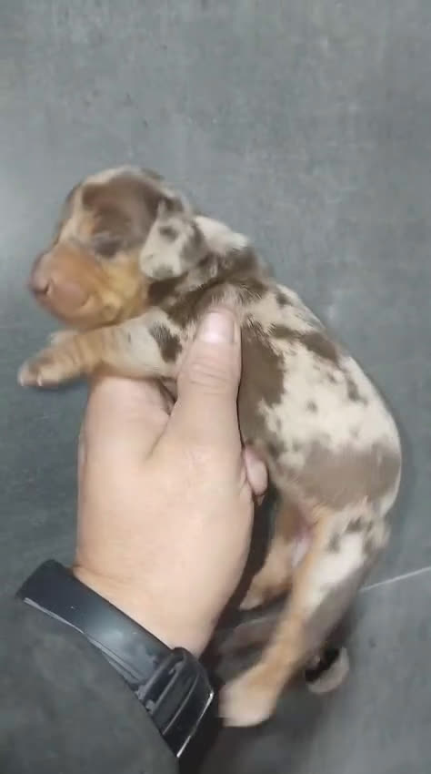 Teckel Miniatura perros en venta: Teckel kaninchen  - Video 2