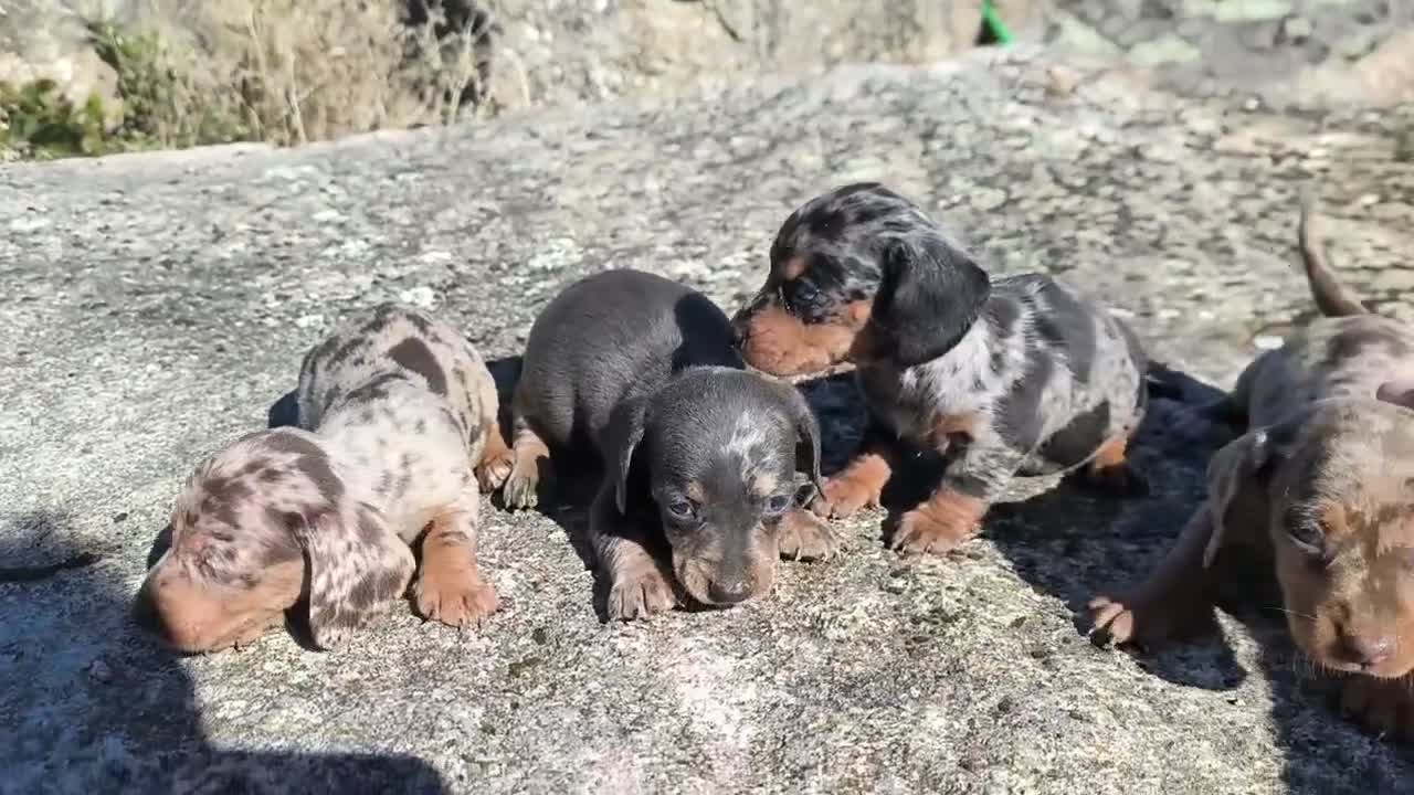 Teckel Miniatura perros en venta: Camada de teckel mini color merler - Video 2