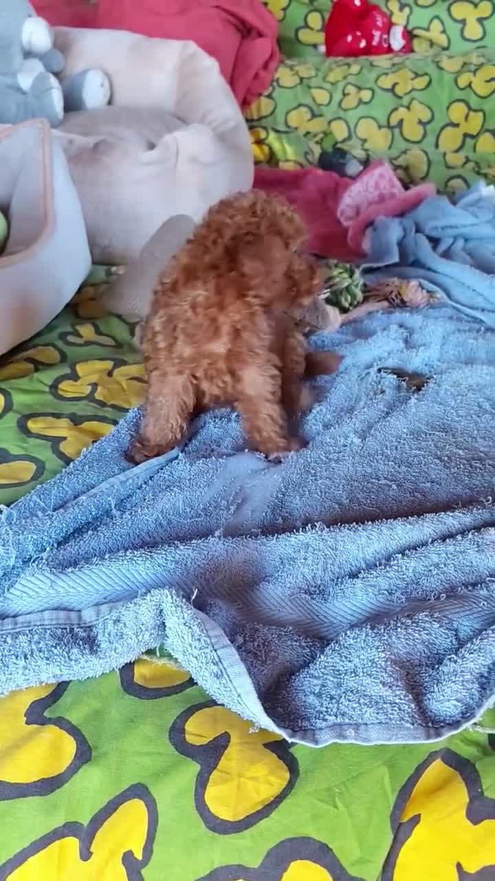 Caniche Toy perros en venta: Caniches toy: - Video 1