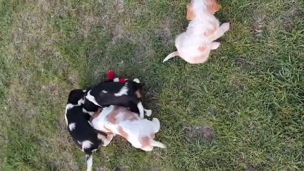 Cavalier King Charles Spaniel perros en venta: CAVALIER - Video 1