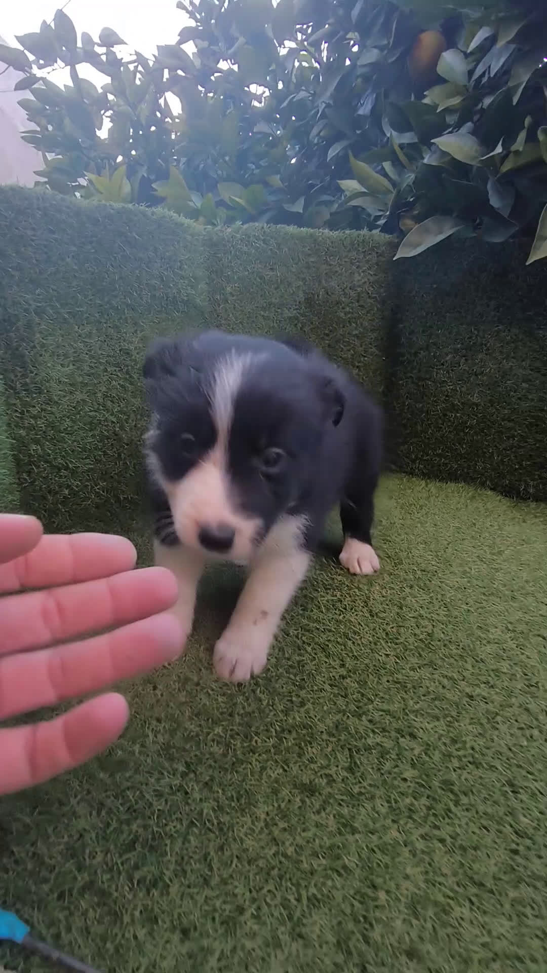 Border Collie perros en venta: border collie blue merle y blancos y negros  - Video 4