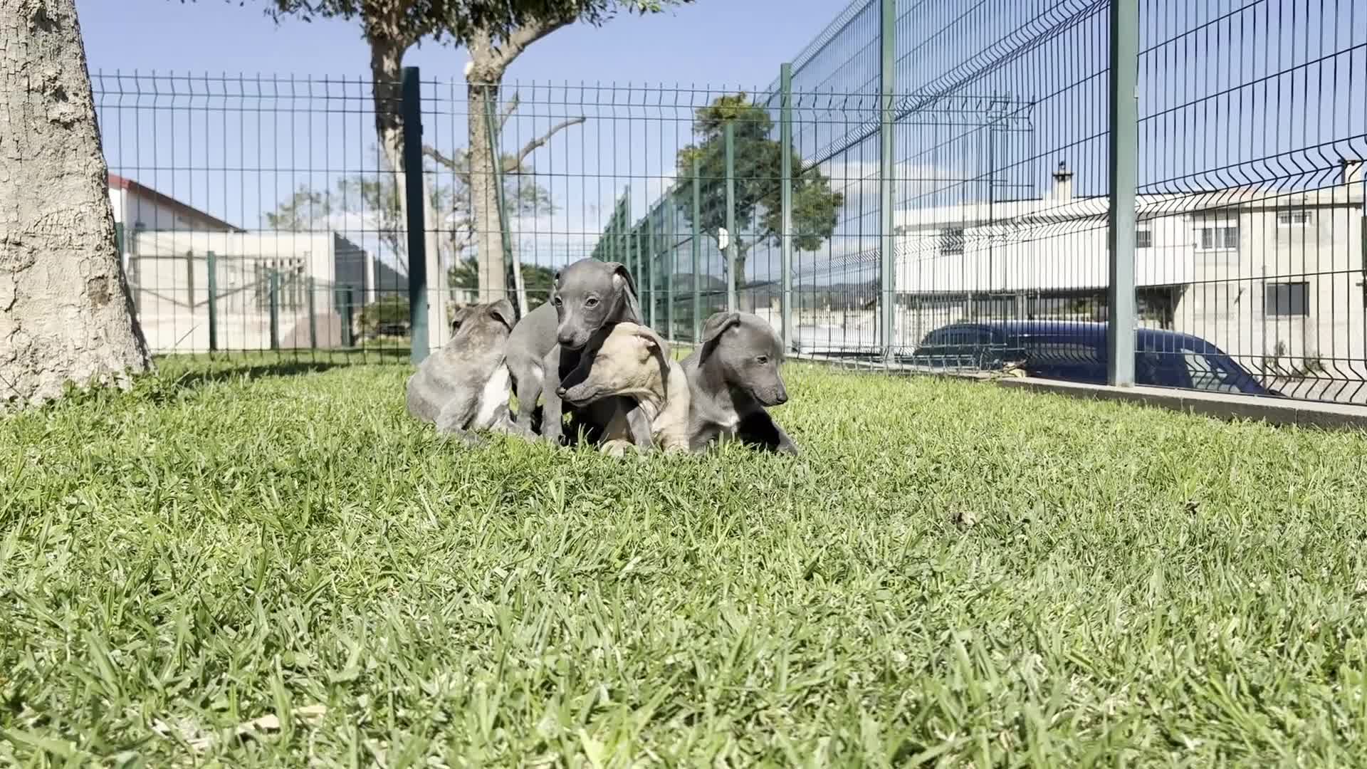 Pequeño Lebrel Italiano perros en venta: GALGO ITALIANO - Video 1