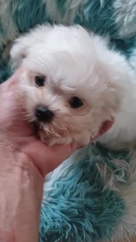 Bichón Maltés perros en venta: Bichón maltés Macho - Video 1
