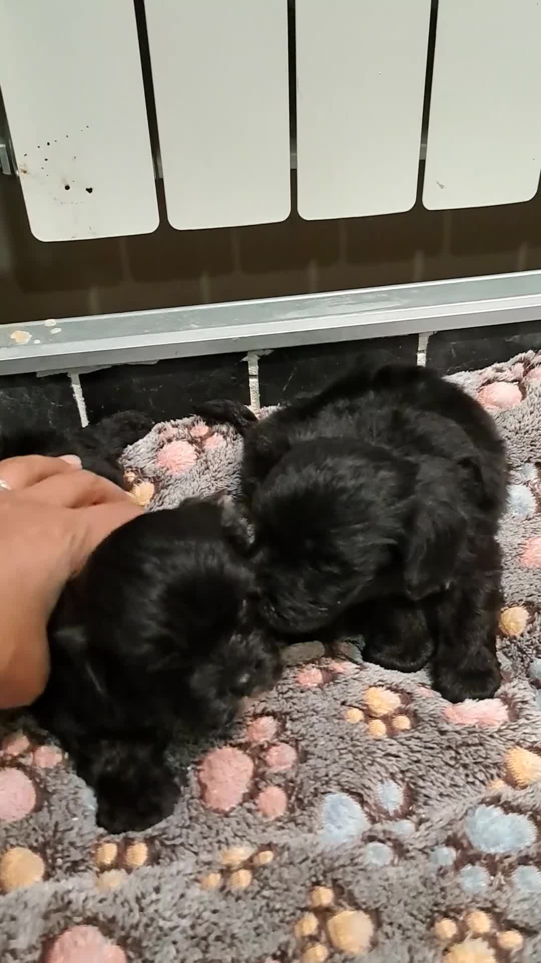 Cavapoo perros en venta: Cavapoo Toy - Video 2